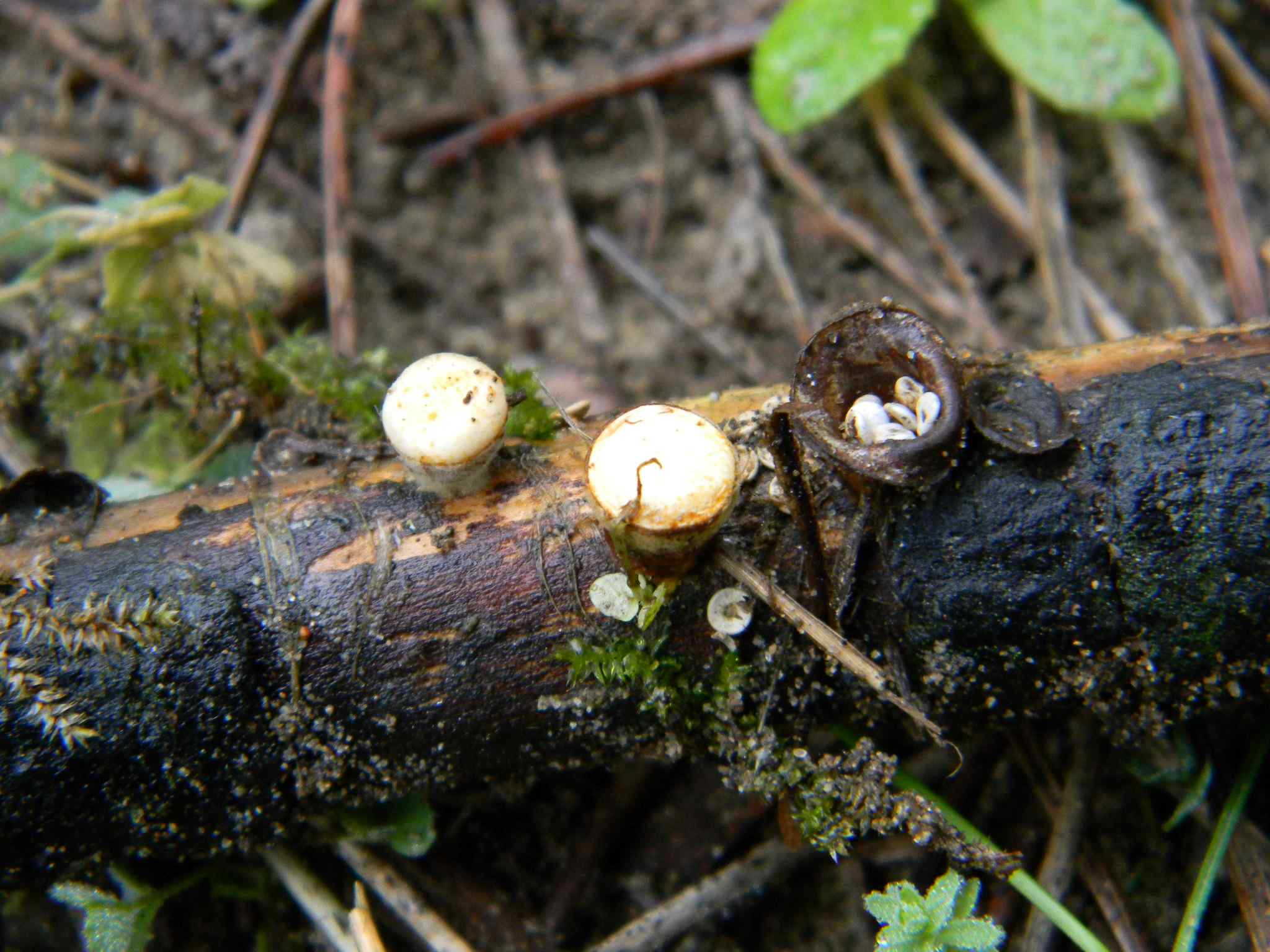 1914 Febbraio vecchio ritrovamento